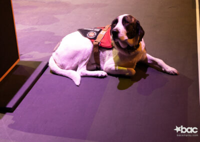 a service dog sitting on stage
